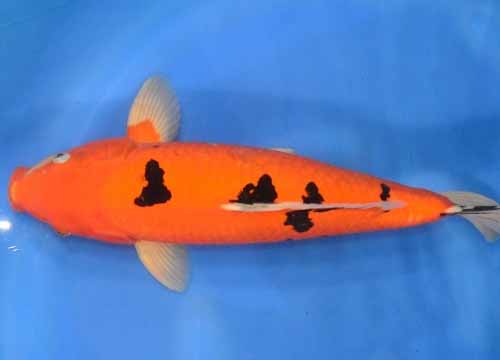 Cá Koi Bekko