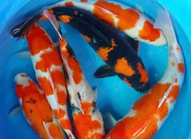 Cá Koi F1 Nhật Cân Ký