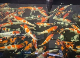 Cá Koi F1 Nhật Size 55-60Cm