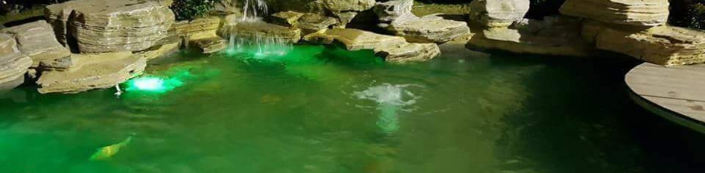 Thi Công Hồ Cá Koi Tại Đồng Nai - Thiết Kế Đẹp Thi Công Chất Lượng